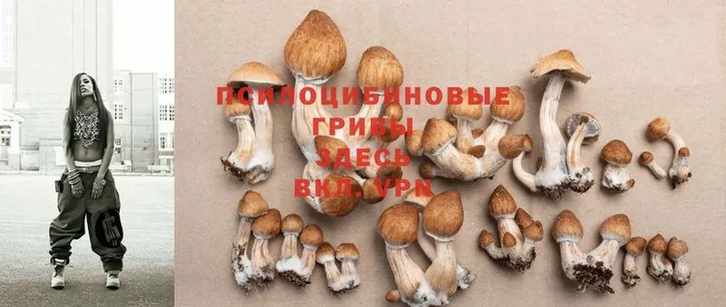 Псилоцибиновые грибы Psilocybe  даркнет наркотические препараты  Углегорск 